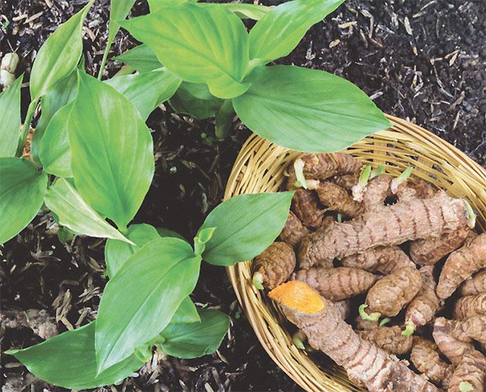 Java Gondang Nusantara