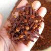 Cloves Lalpari AB6