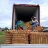 Cocofiber/Coir Coconut Fiber