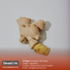 Ginger-PT. Denatons Global Indonesia