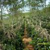 Pegasing Leuser Sumatera