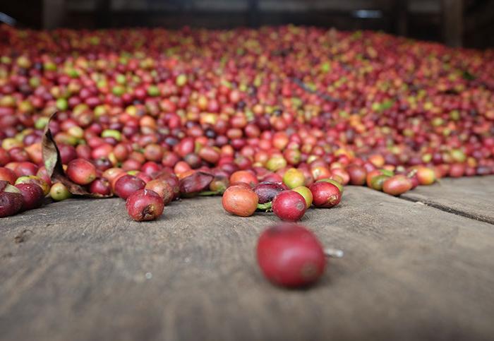 Pegasing Leuser Sumatera