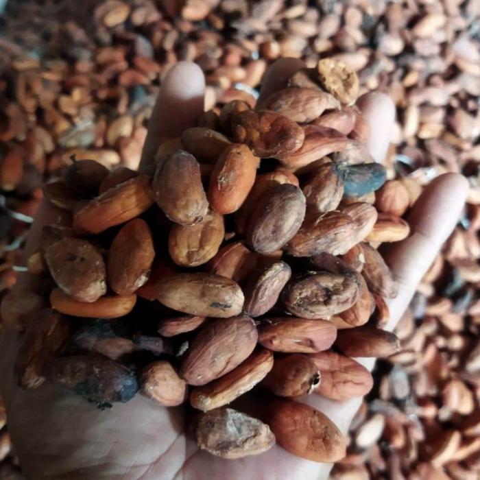 cocoa beans