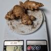 Ginger