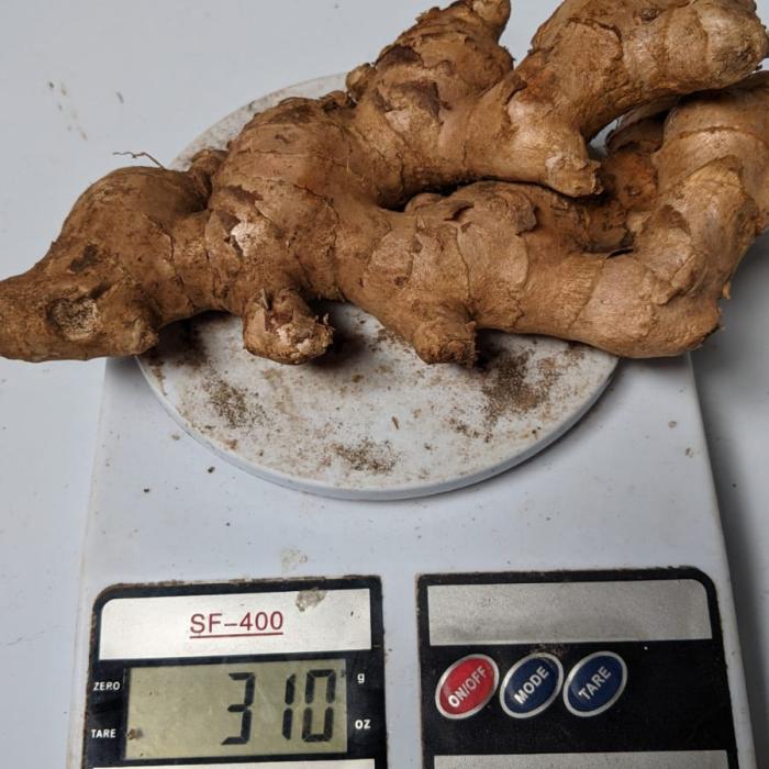 Ginger