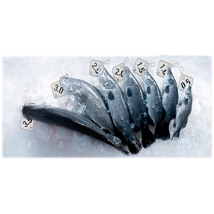 Indomarind - Fisheries