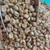 Greenbean Robusta