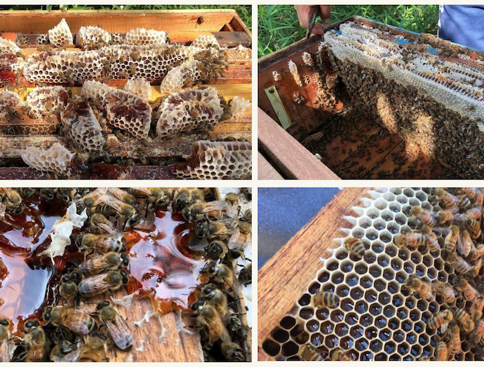 Gudang Madu Sumatera