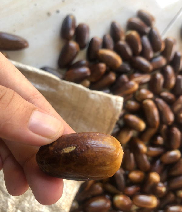 Pinisi Nusantara Group