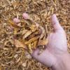 Turmeric - PT. Denatons Global Indonesia