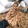 Ginger-PT. Denatons Global Indonesia
