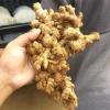 Ginger-PT. Denatons Global Indonesia