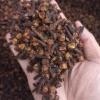 Cloves