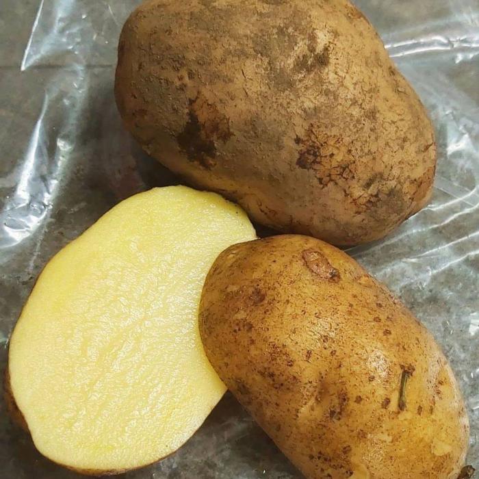 Potato