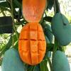 Mangoes Harummanis 