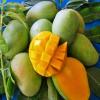 Mangoes Harummanis 